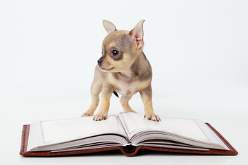 cute puppy chihuahua reading book
