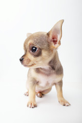 little chihuahua puppy on white background
