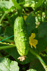 Cucumber in bright sunlight