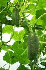 Obraz premium Several green cucumber growing in greenhouse