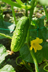 Cucumber in bright sunlight