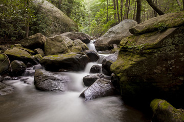 Naklejka na ściany i meble forest stream in South Carolina