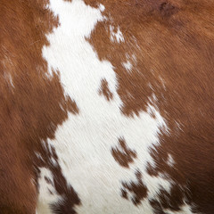 side of cow with red and white hide - obrazy, fototapety, plakaty