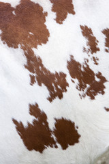 side of cow with red and white hide