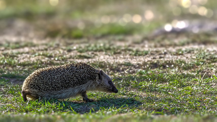 Backlit European hedgehog (Erinaceus europaeus) walking on short grass in the search for food © Asmus Koefoed