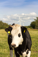 Cow in front of a wind turbine