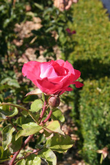 Rosa Florina Pita romero
