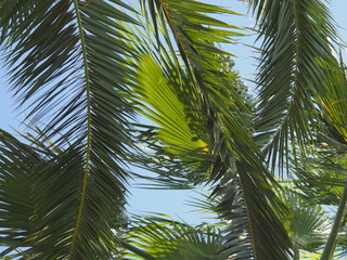 Palmblätter Im wind