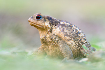 Bufo bufo