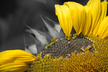 Selective color sunflower with seeds