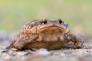Bufo bufo