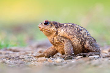 Bufo bufo