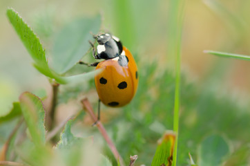 Ladybug on leaf