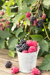 Small bucket of blackberry and raspberry