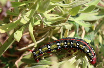 Raupe des Wolfsmilchschwärmers, Hyles euphorbiae, Schmetterlingsraupe