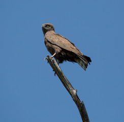 Brown African Eagle.