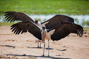 Marabou Stork sunning on river bank