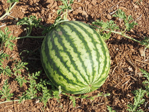 Wassermelone auf dem Feld