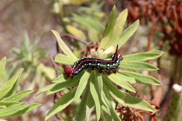 bunte Schmetterlingsraupe,Wolsmilchschwärmer, Hyles euphorbiae