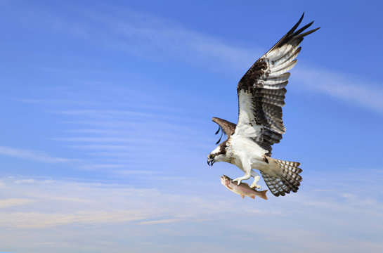 Osprey Flies in With His Catch of a Rainbow Trout