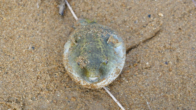Inflated blowfish caught from river ( close up )