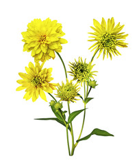 Dahlia flower isolated on white background