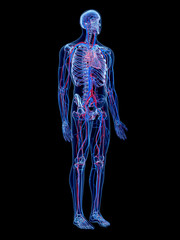 the human vascular system -