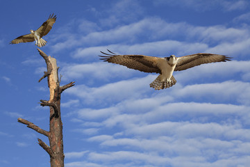 Osprey Flies Toward You as It's Mate Lands on Tree