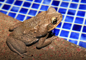 Naklejka premium Cane Toad Sitting by the Swimming Pool In Costa Rican Rain Fores