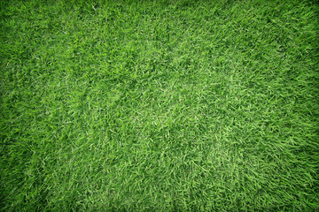 Beautiful green grass texture