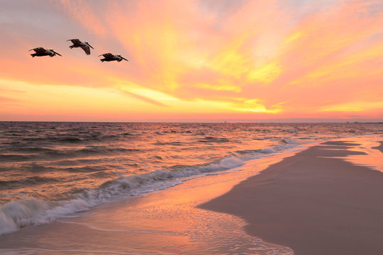 Pelicans Fly Over the Beach as the Sun Sets