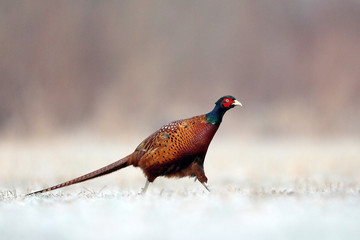 Pheasant