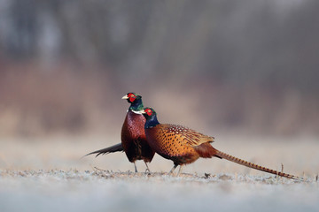 Pheasant