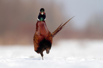 Pheasant