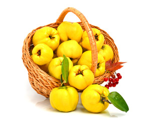 Quince in the basket isolated on white