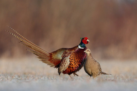 Pheasant