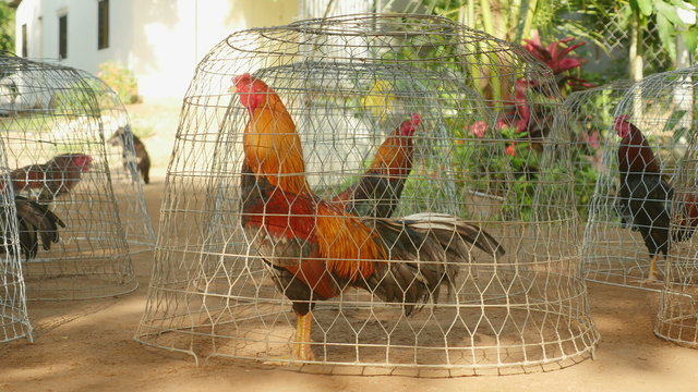Close-up on roosters crowing in small wire cages