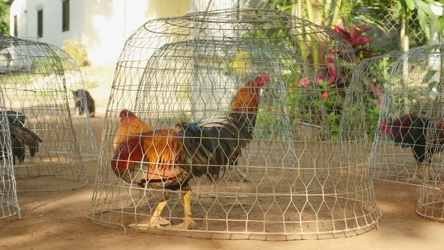 Close-up on roosters crowing in small wire cages