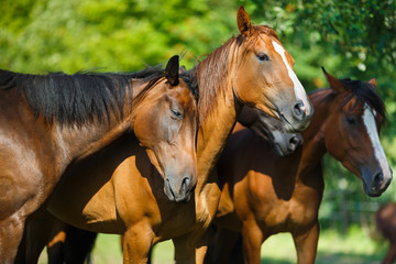 Fototapeta na wymiar Herd of horse on the meadow