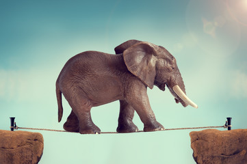 Fototapeta na wymiar elephant on a tightrope
