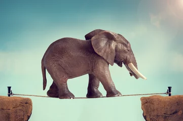 Photo sur Plexiglas Éléphant éléphant sur une corde raide