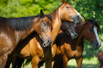 Fototapeta na wymiar Herd of horse on the meadow