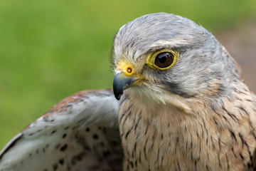 Male Kestrel headshot.