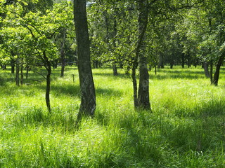 Osterwald im Sommer, Insel Zingst