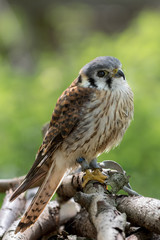 Kestrel perched on a branch