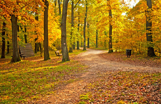 Fototapeta Ładna jesienna scena w lesie
