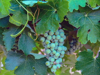 Grapes in the vineyard