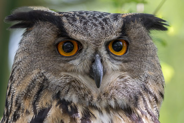 European Eagle Owl headshot with green foliage background.