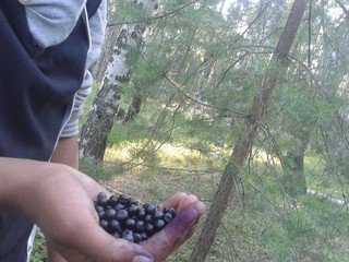 A handful of blueberries
