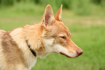 Czech wolf portrait